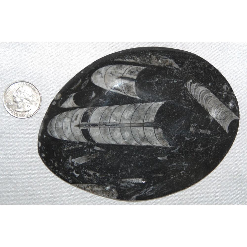 Orthoceras Disk